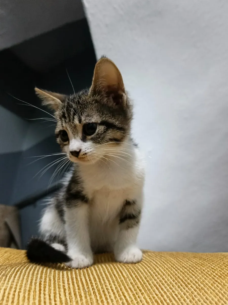 Tekir yavru kedi 