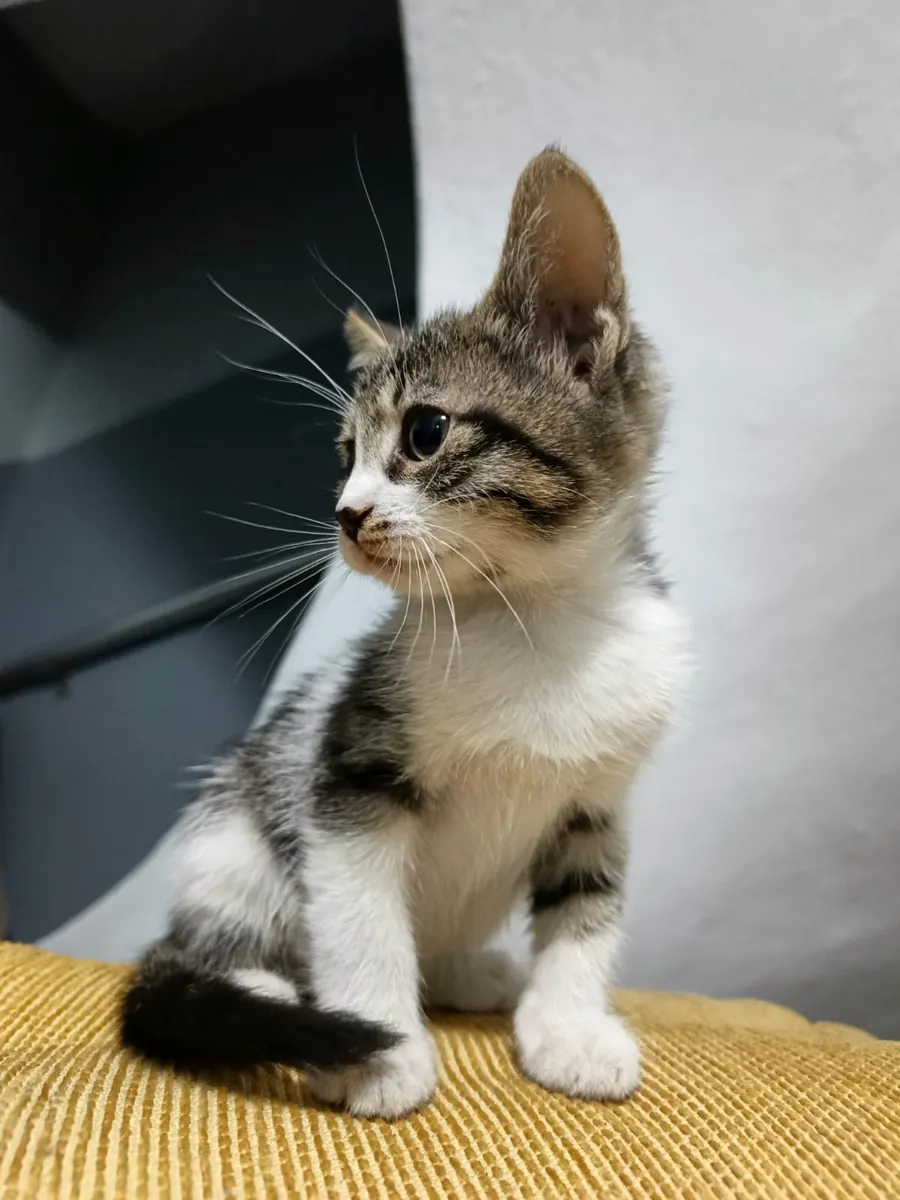 Tekir yavru kedi 