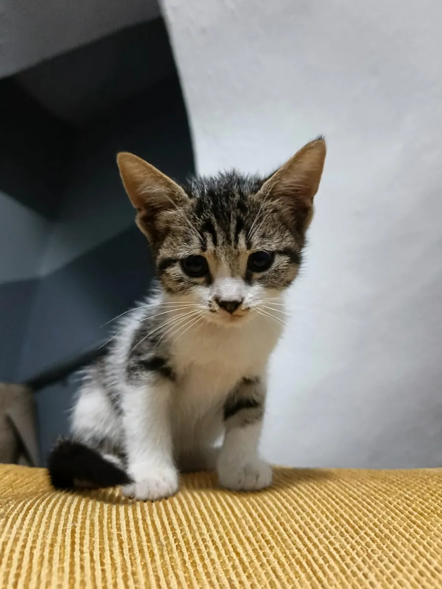 Tekir yavru kedi 