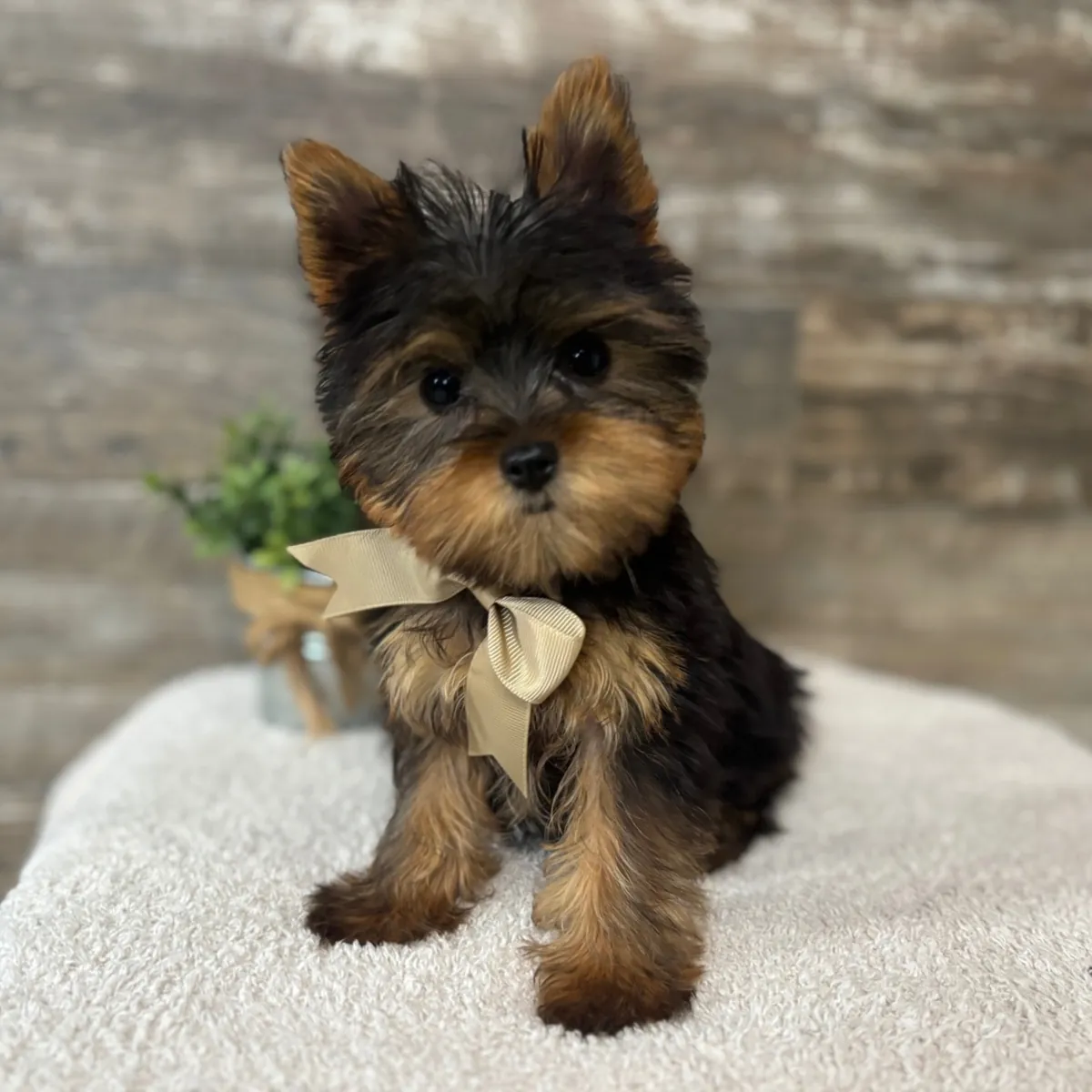 两个可爱的“茶杯”约克夏犬幼犬