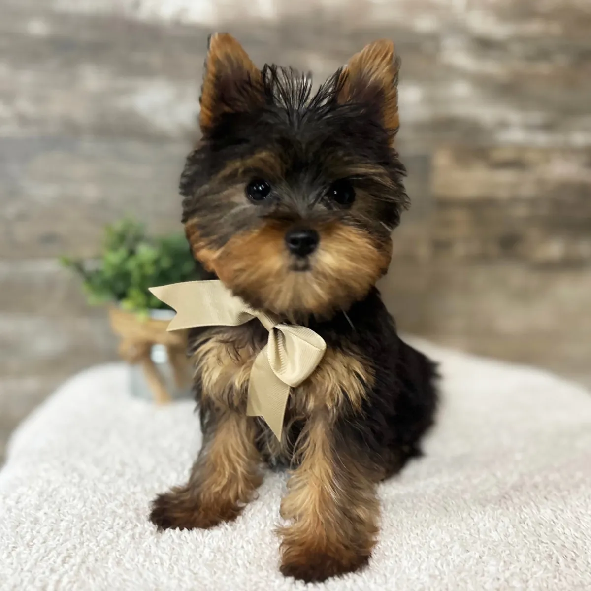 两个可爱的“茶杯”约克夏犬幼犬