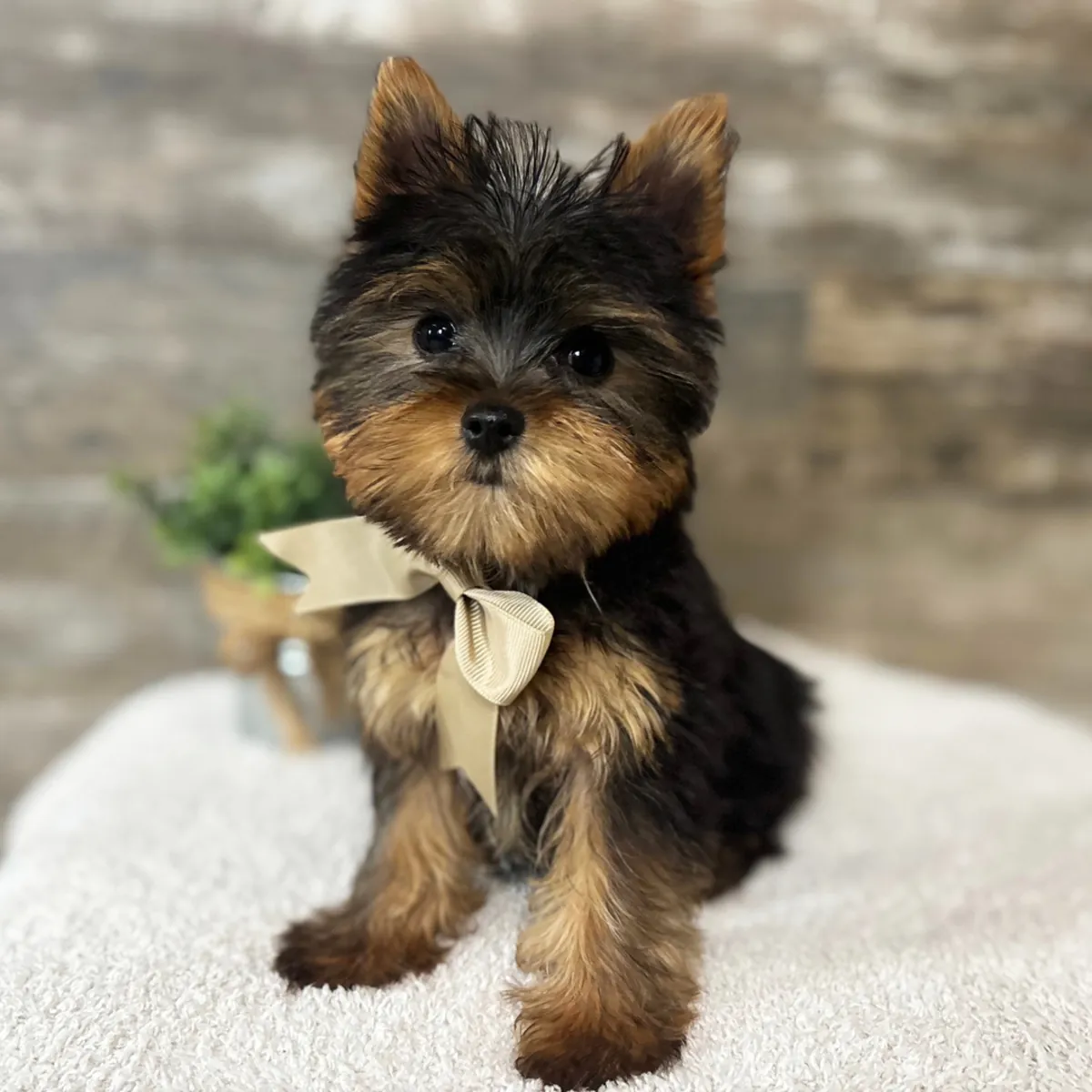 两个可爱的“茶杯”约克夏犬幼犬