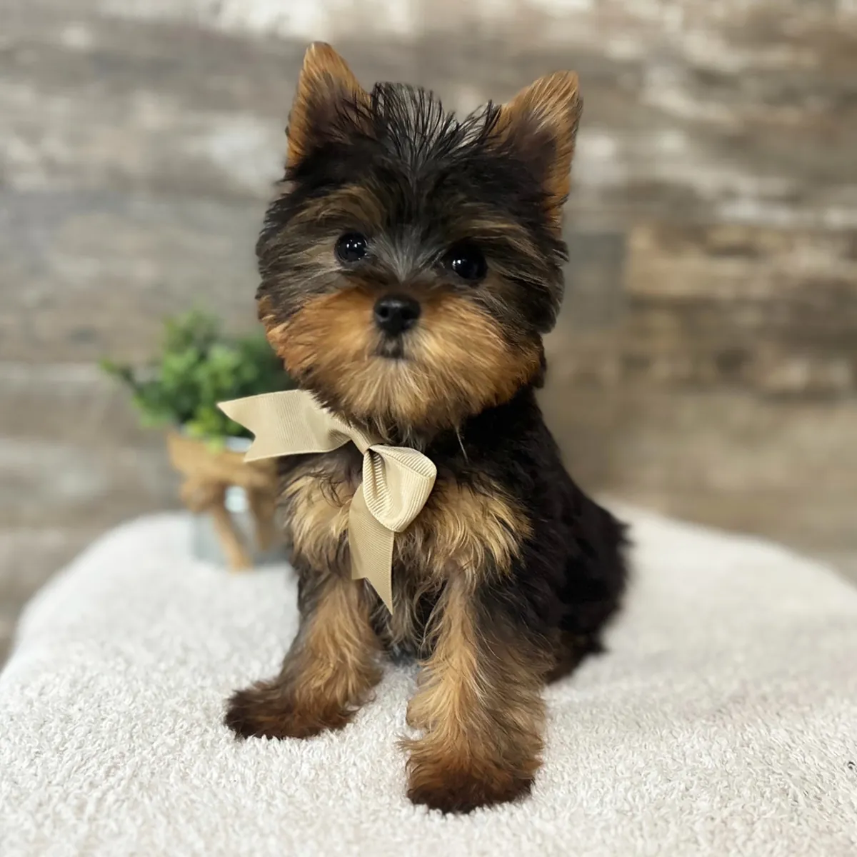 两个可爱的“茶杯”约克夏犬幼犬