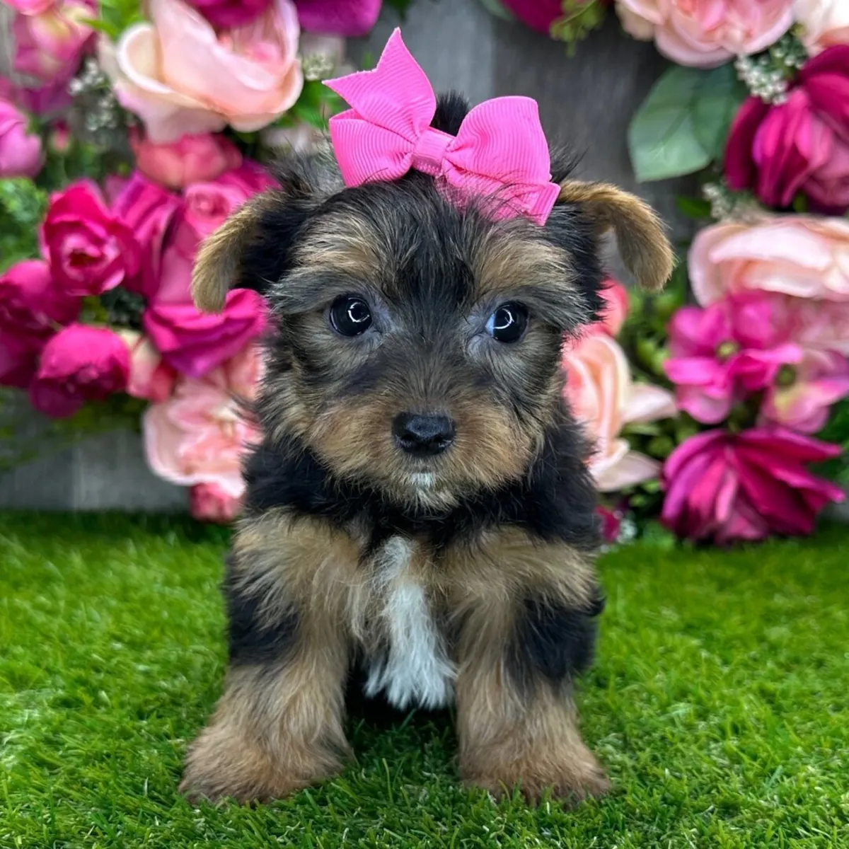 Hermosos cachorros Yorkie