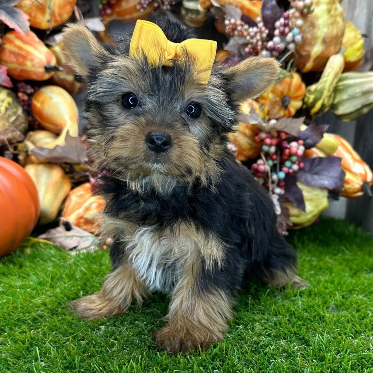 Hermosos cachorros Yorkie