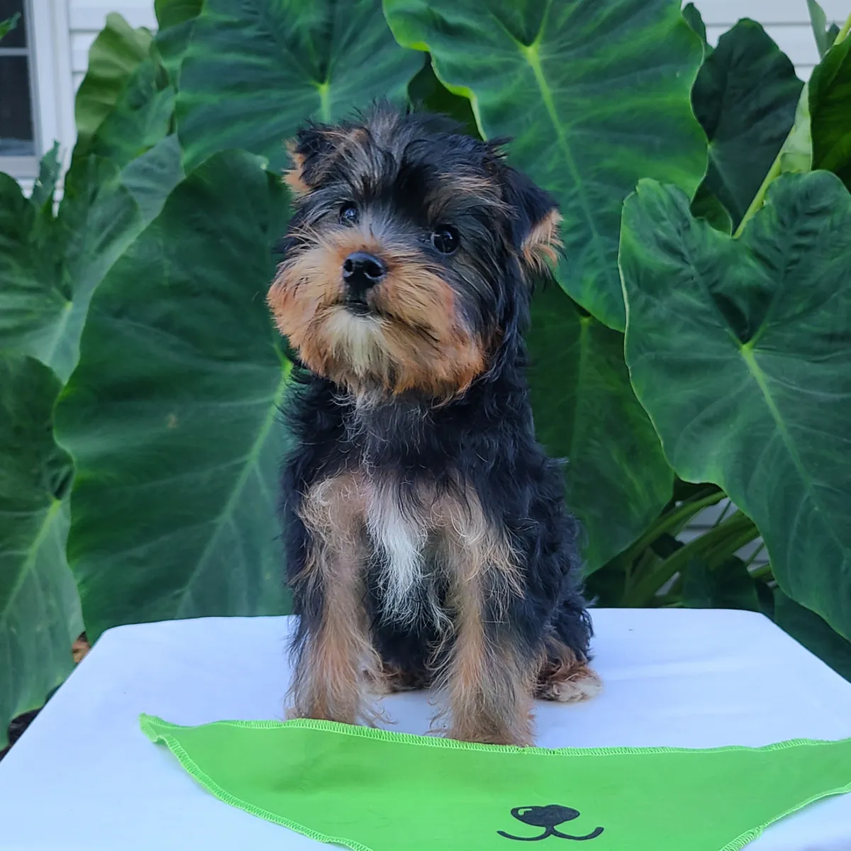 Adorables cachorros Yorkie (machos y hembras)