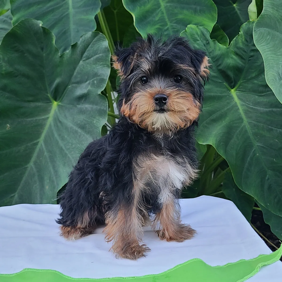 Adorables cachorros Yorkie (machos y hembras)