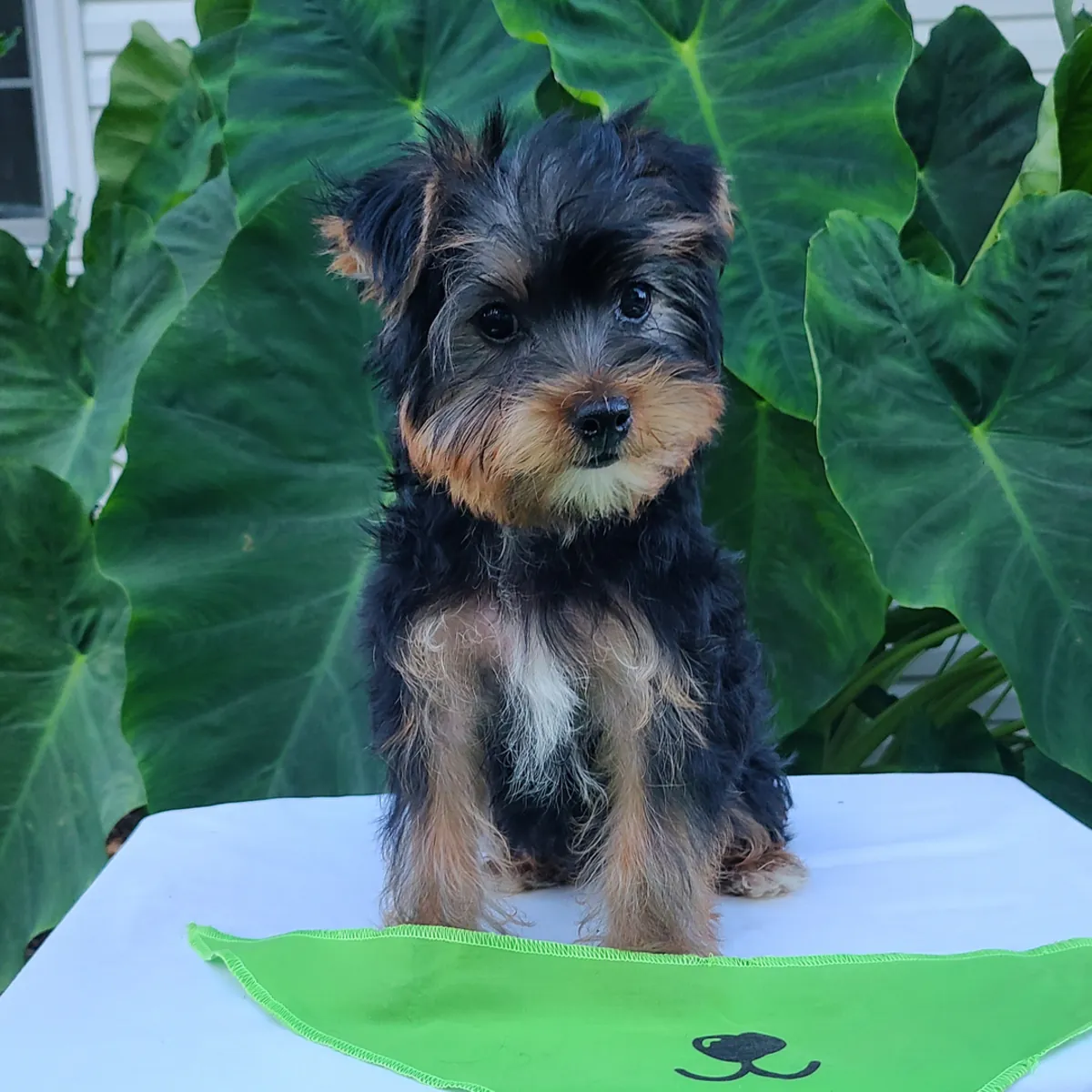 Adorables cachorros Yorkie (machos y hembras)