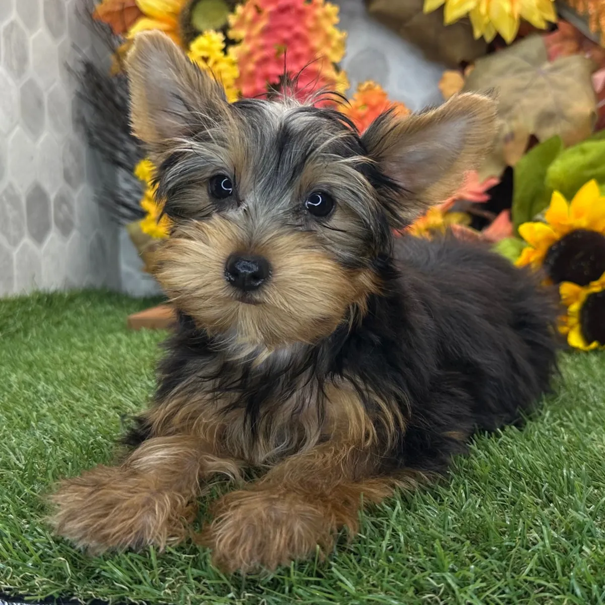 可用的约克夏幼犬