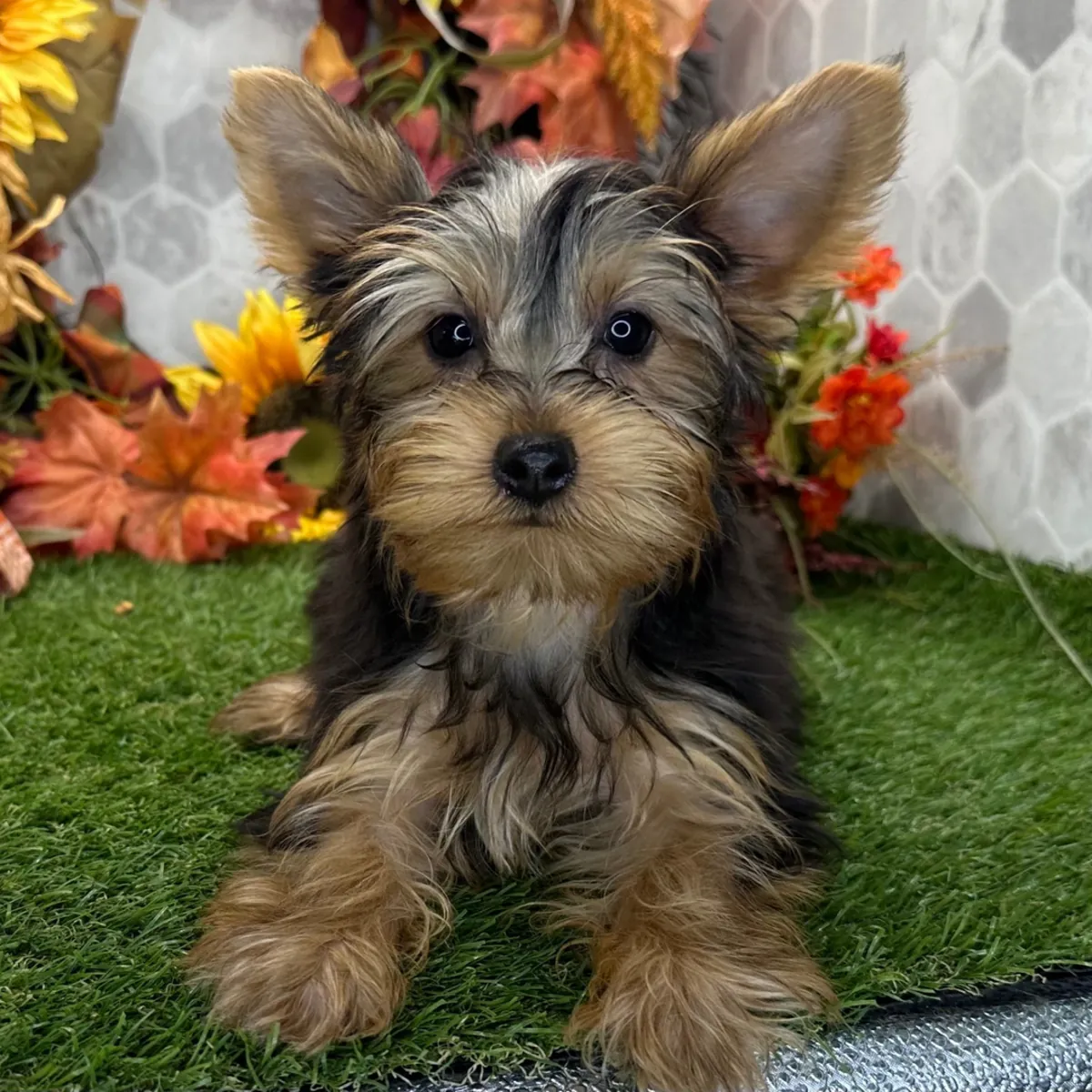 可用的约克夏幼犬