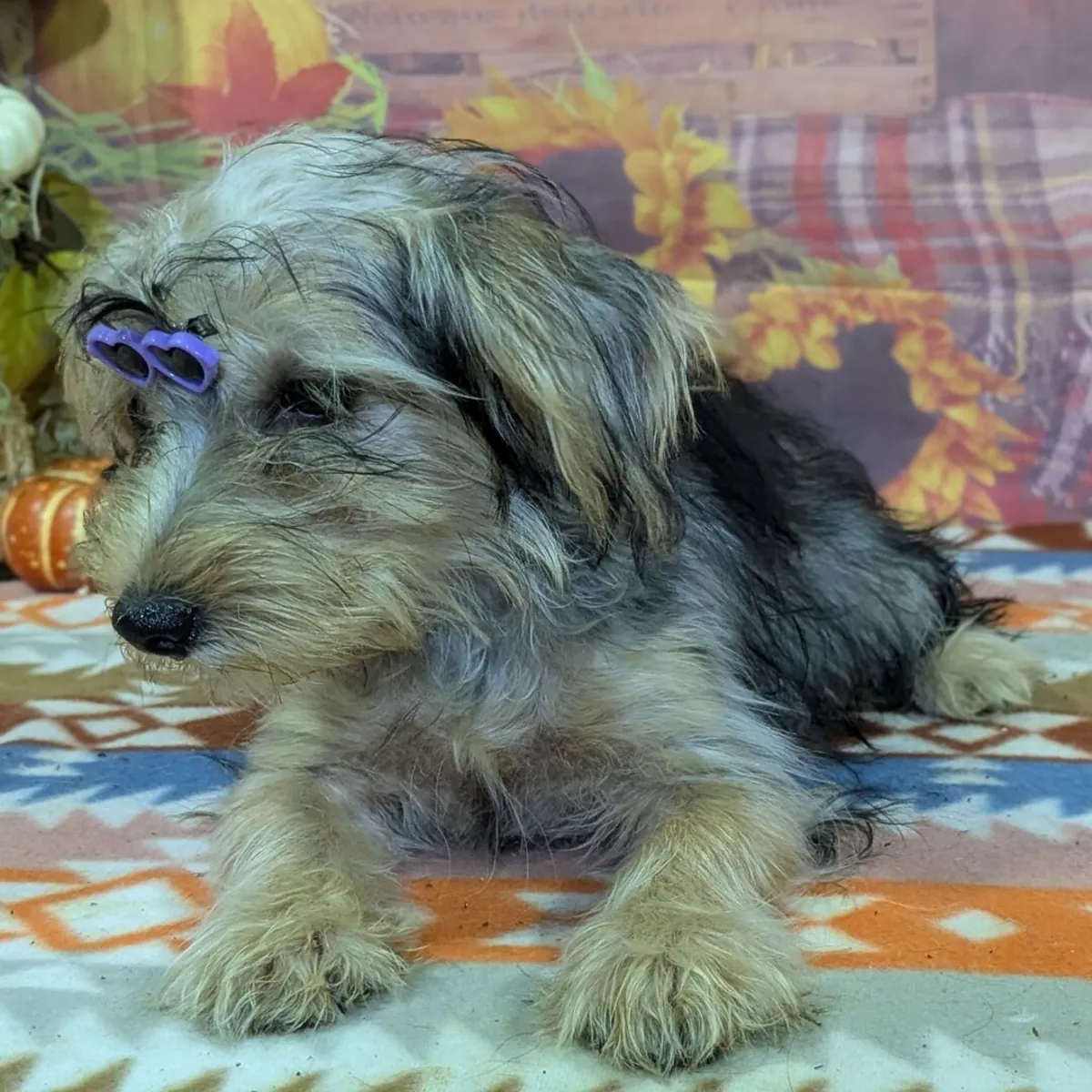 Sevimli Yorkie yavrusu evlat edinme