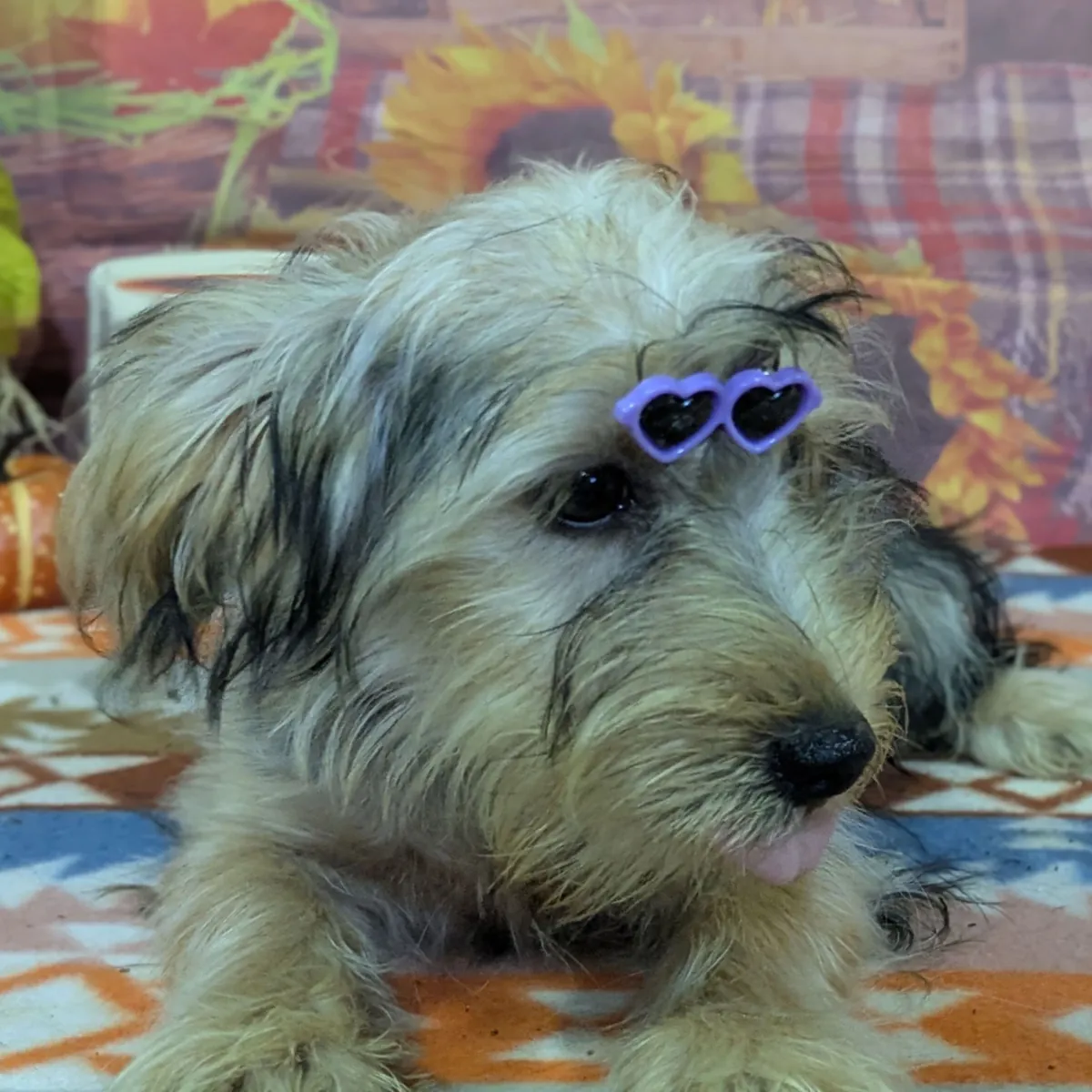 Sevimli Yorkie yavrusu evlat edinme