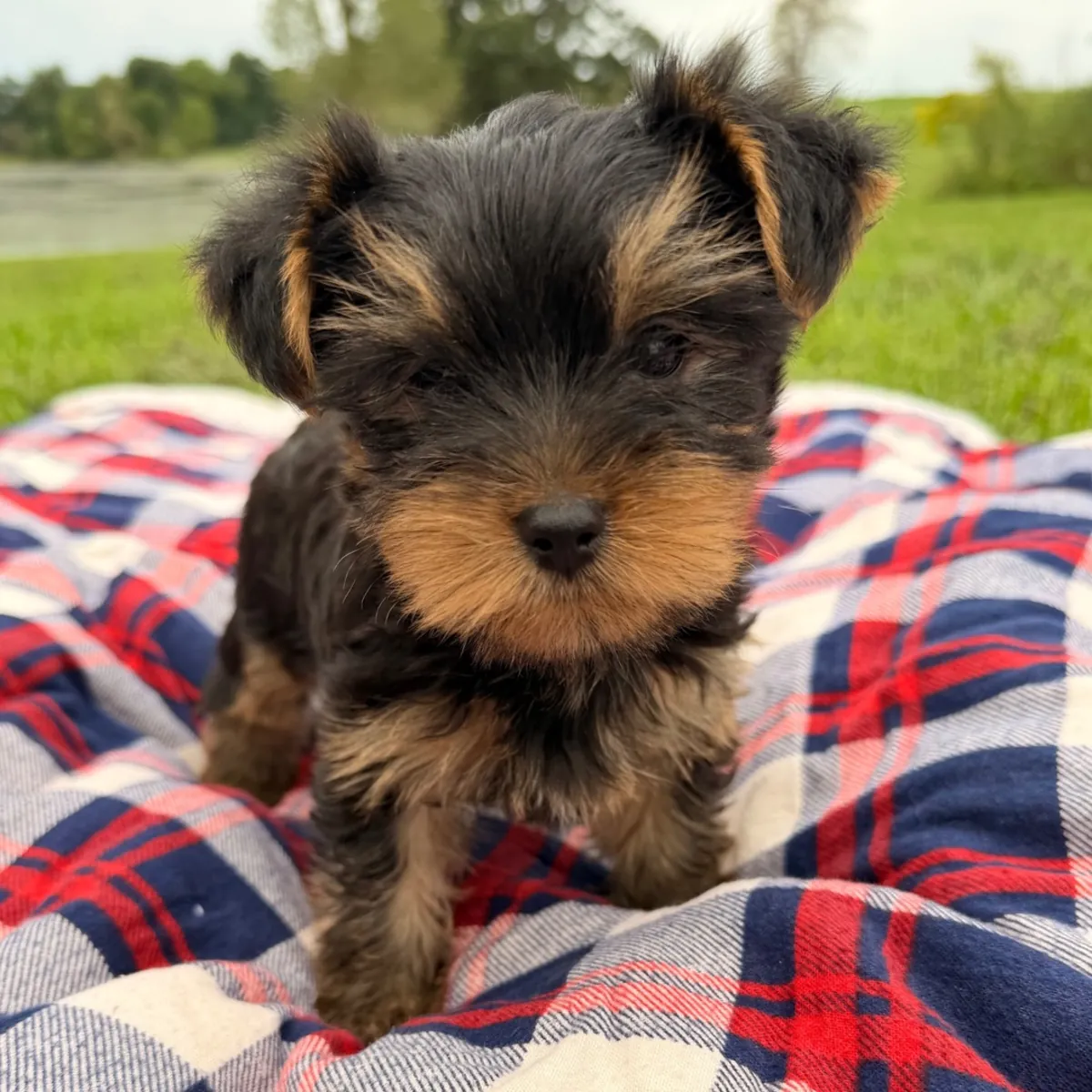 Yorkie Puppies