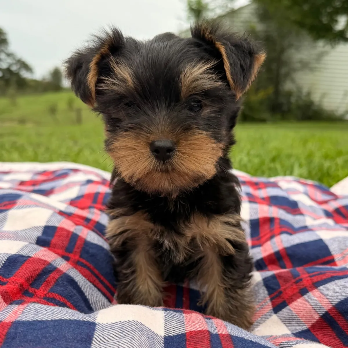 Yorkie Puppies
