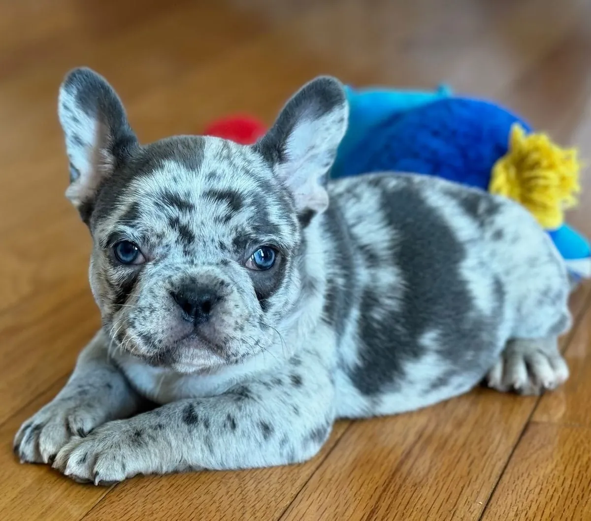 Güzel Mavi Gözlü Fransız Bulldog Yavrusu
