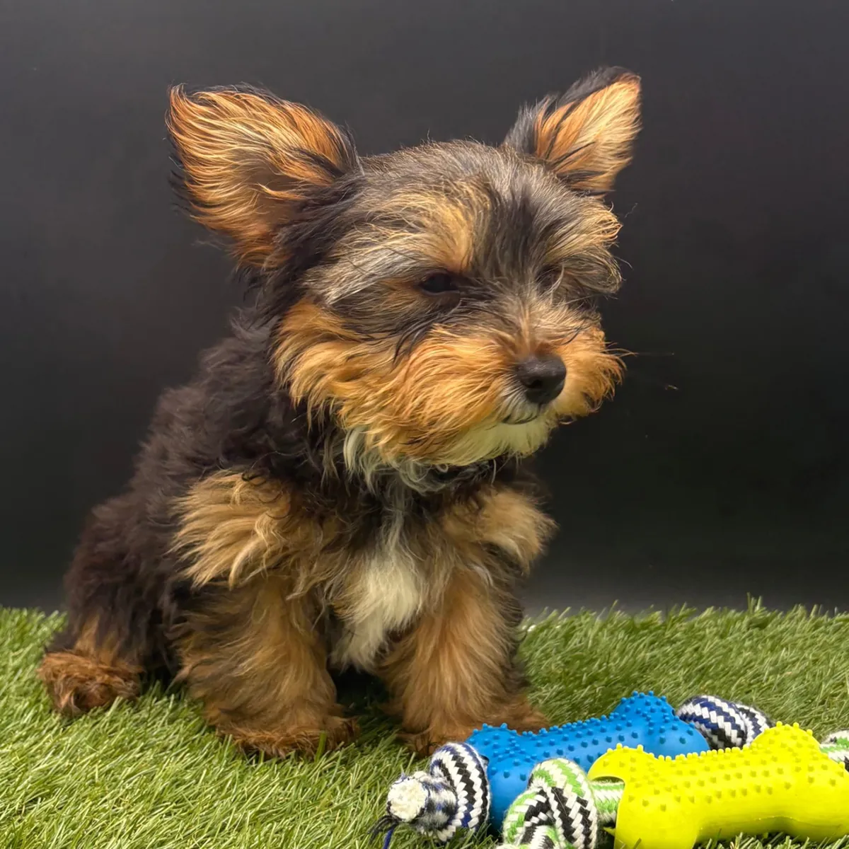 Uygun fiyatlı Yorkie'ler