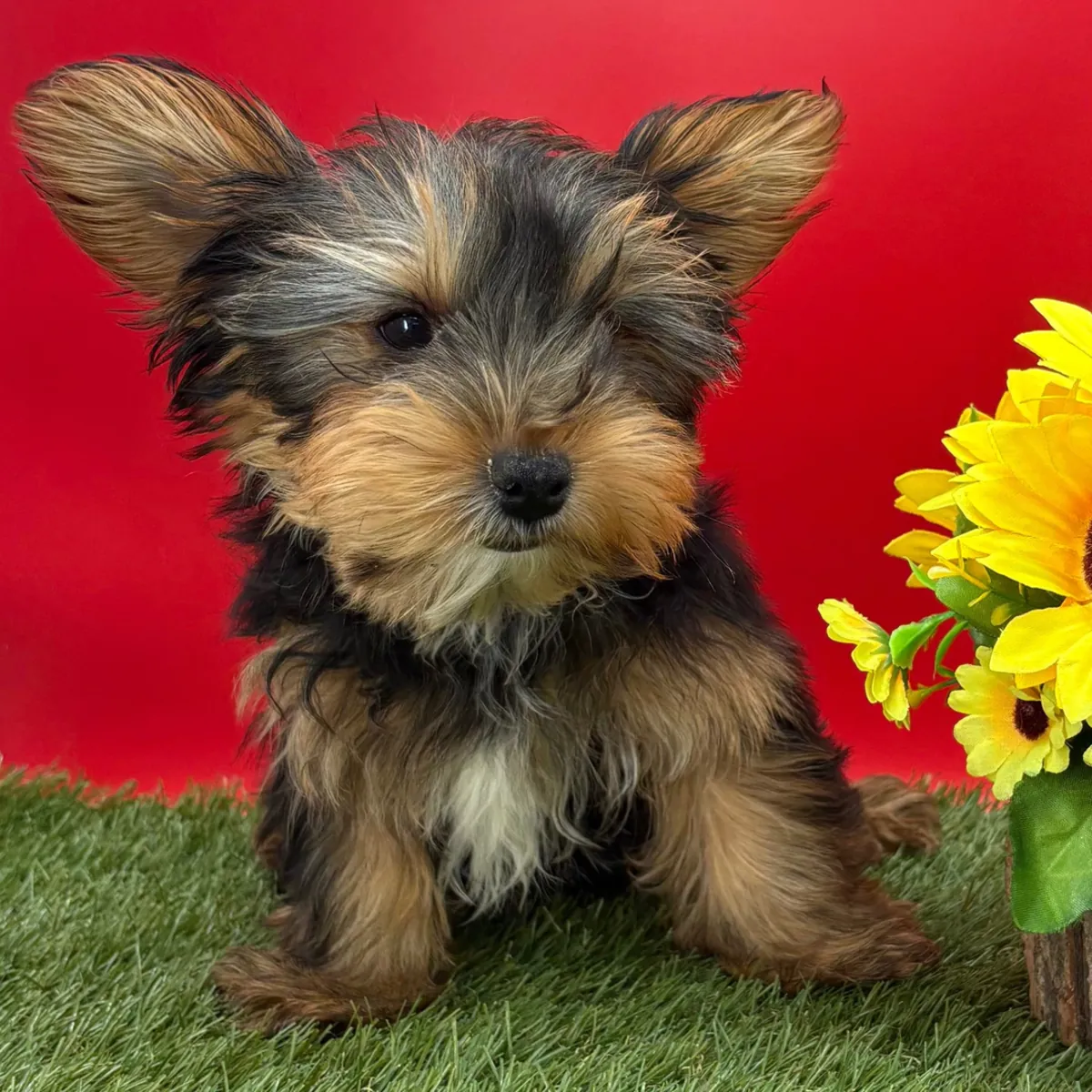 Uygun fiyatlı Yorkie'ler