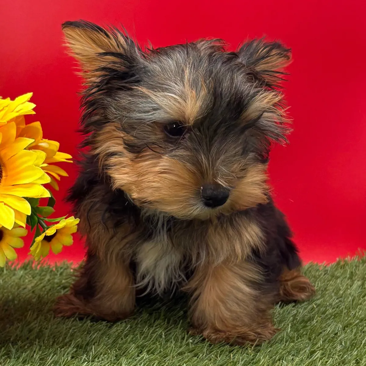Uygun fiyatlı Yorkie'ler