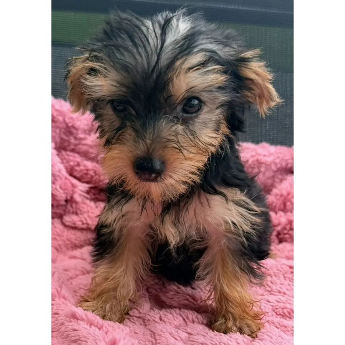 Büyüleyici Yorkie yavruları mevcut