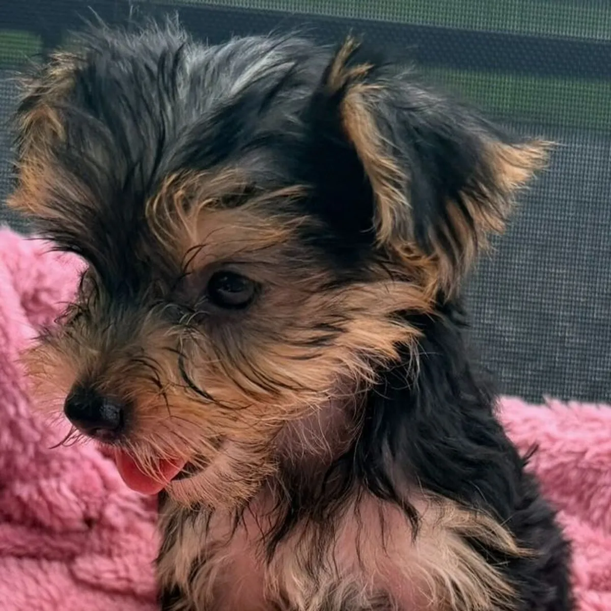 Büyüleyici Yorkie yavruları mevcut