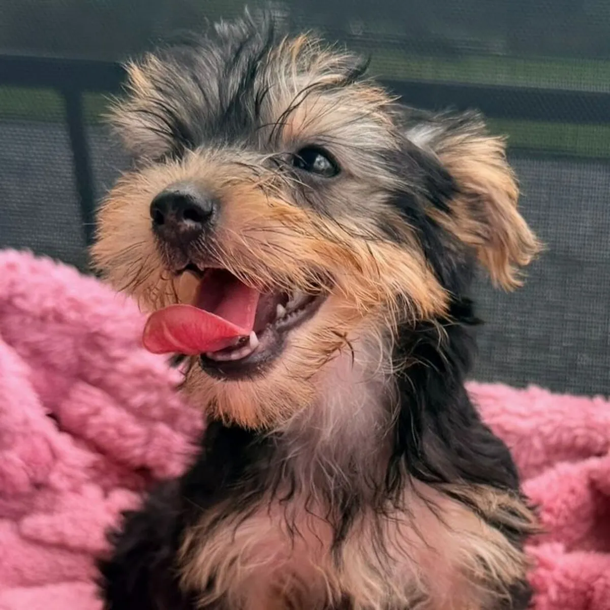 Büyüleyici Yorkie yavruları mevcut
