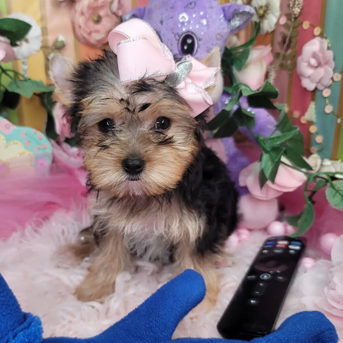 Cachorros de Yorkshire Terrier sanos (machos y hembras)