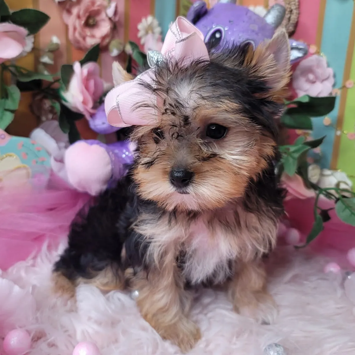 Cachorros de Yorkshire Terrier sanos (machos y hembras)