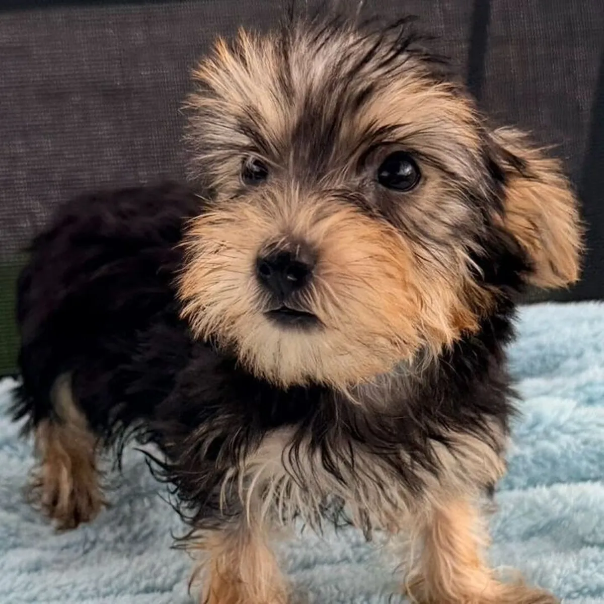 Yorkies tamaño "teacup" en adopción gratuita