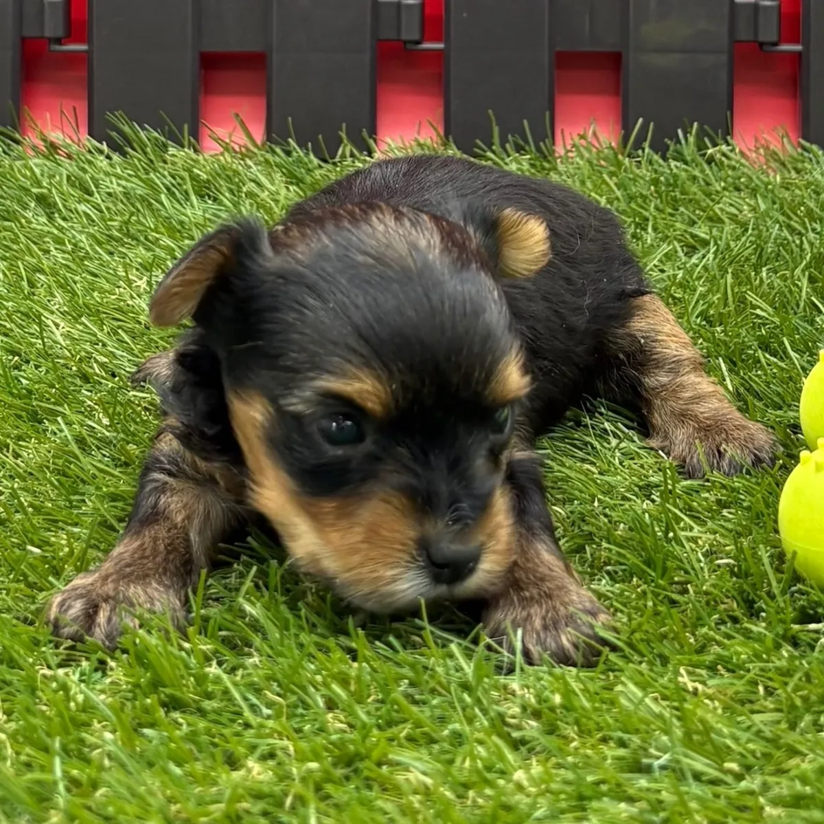 ¡Preciosos Yorkies 