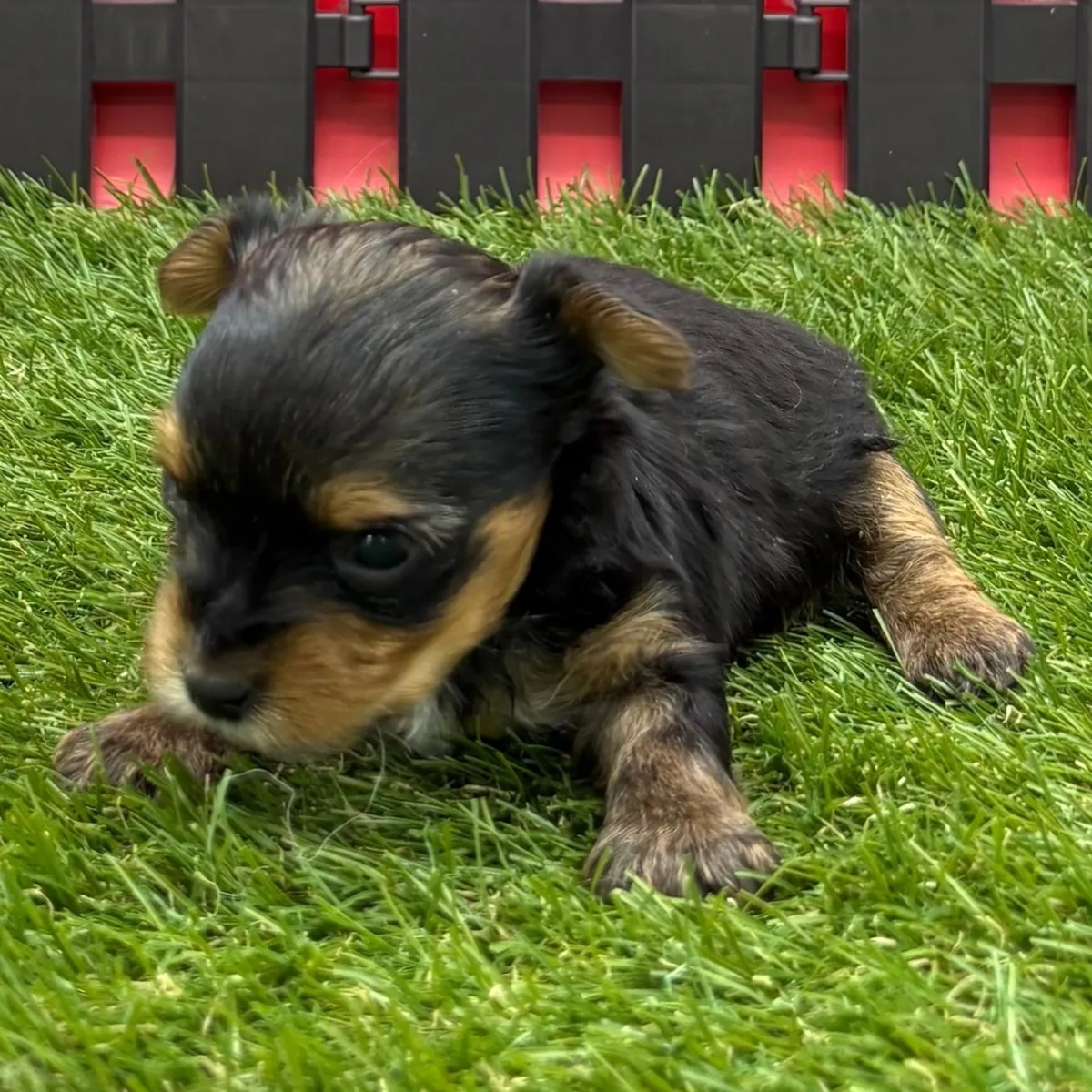 ¡Preciosos Yorkies 