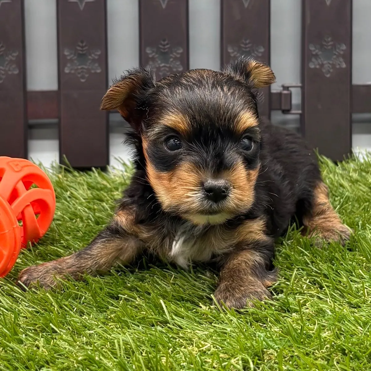 ¡Preciosos Yorkies 