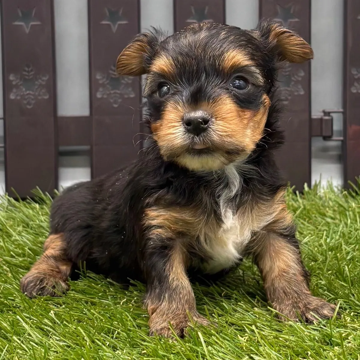 Yorkies absolutamente preciosos