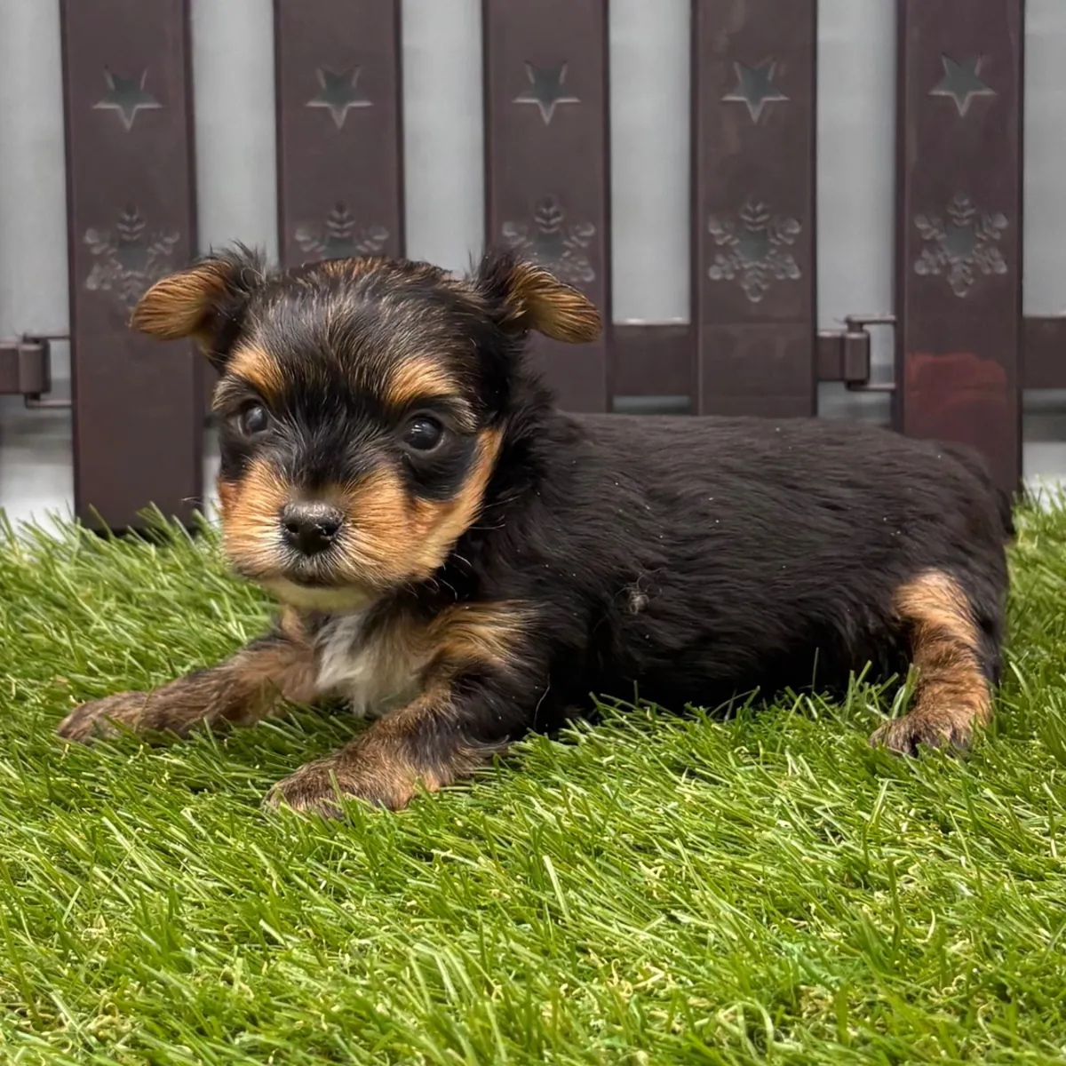 Yorkies absolutamente preciosos