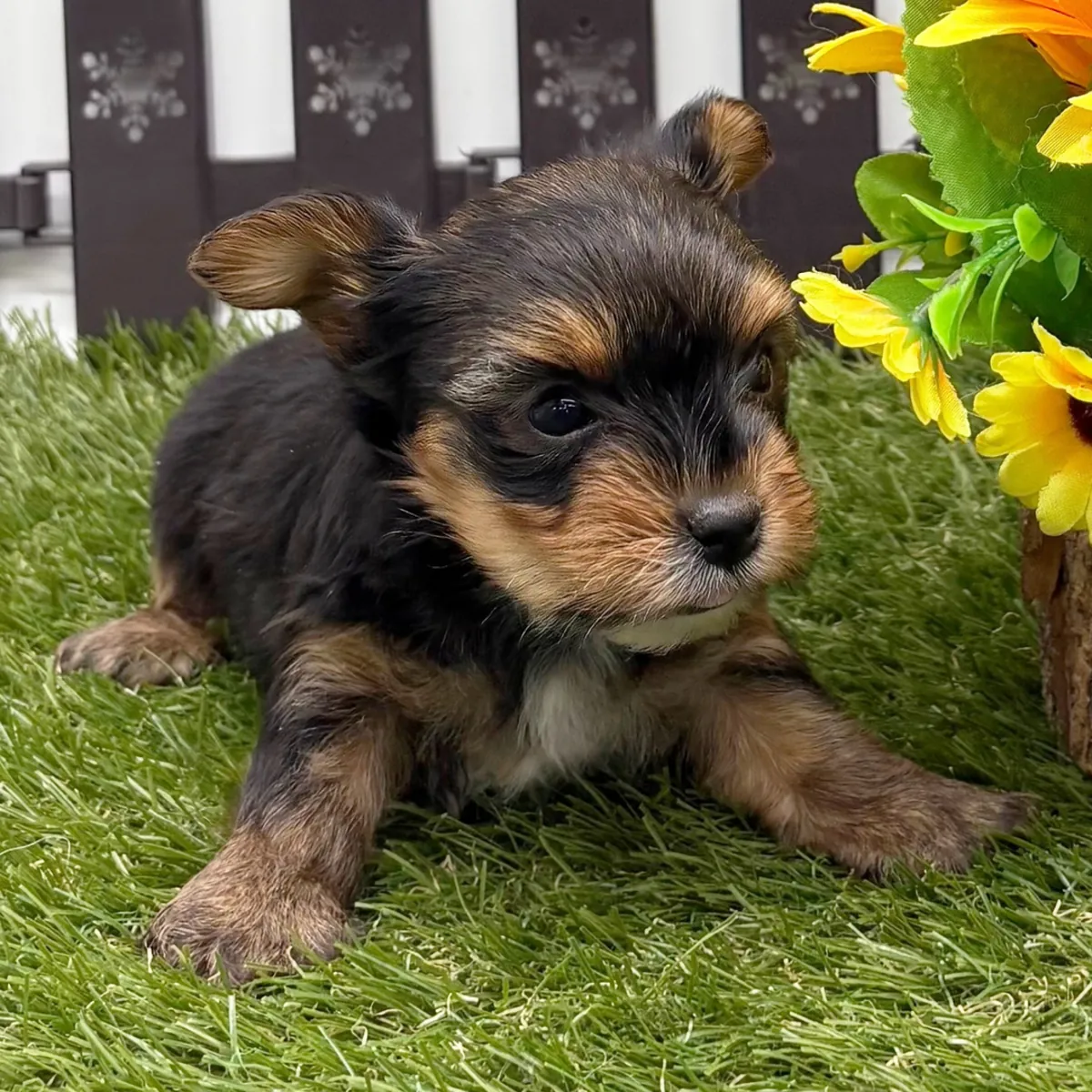 Dışarıda ihtiyaçlarını gidermeye eğitilmiş "teacup" boyutunda Yorkie yavruları