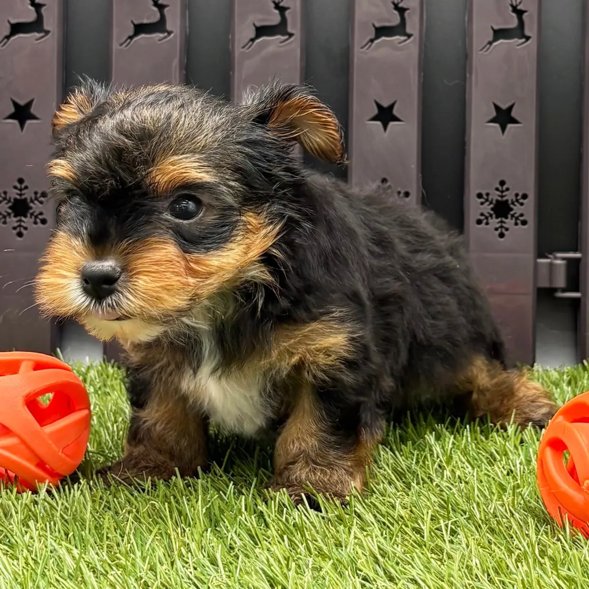 Dışarıda ihtiyaçlarını gidermeye eğitilmiş "teacup" boyutunda Yorkie yavruları