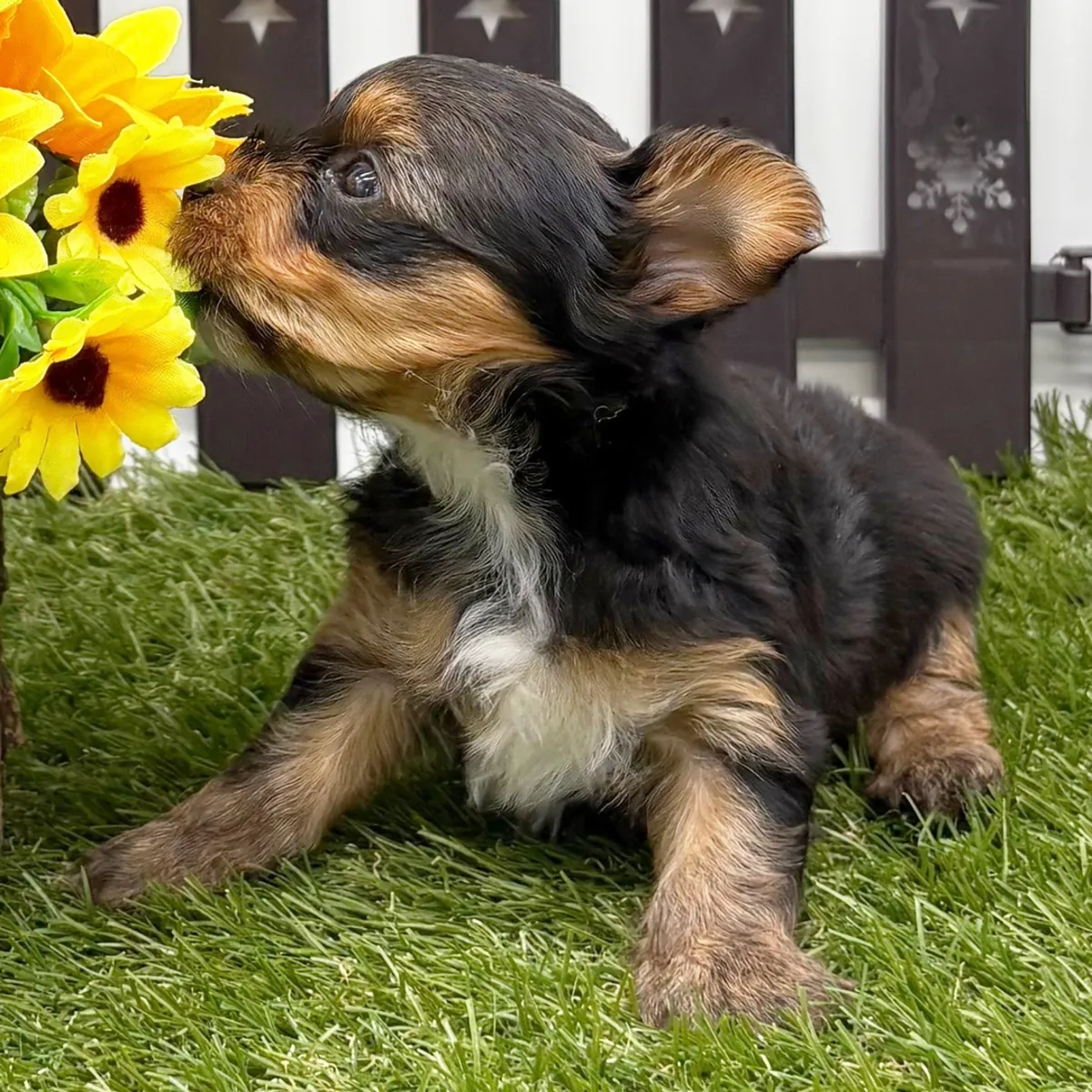 Dışarıda ihtiyaçlarını gidermeye eğitilmiş "teacup" boyutunda Yorkie yavruları