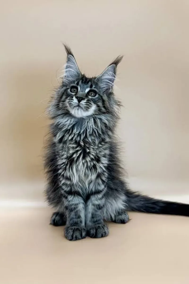 Güzel Maine Coon yavrusu, kabarık tüyleriyle