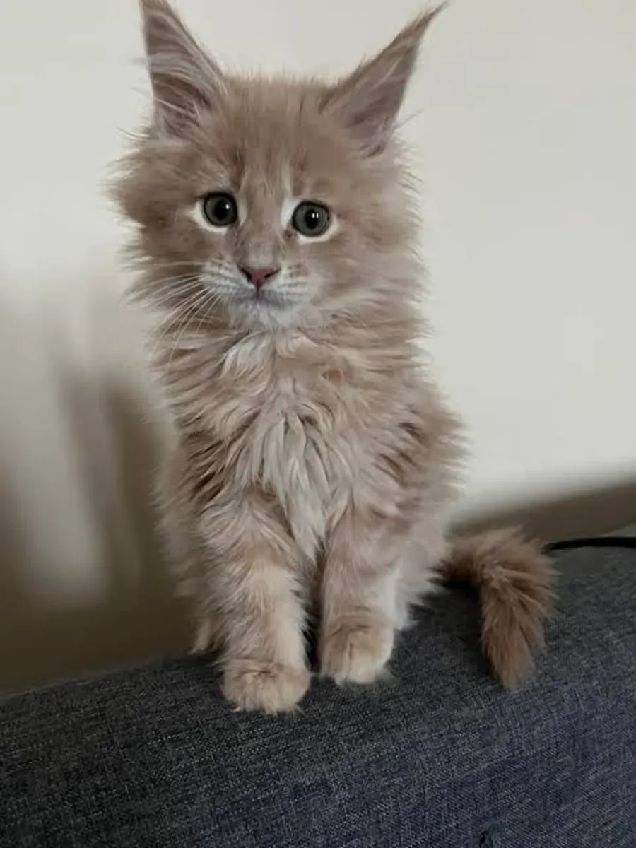 Encantadores gatitos Maine Coon