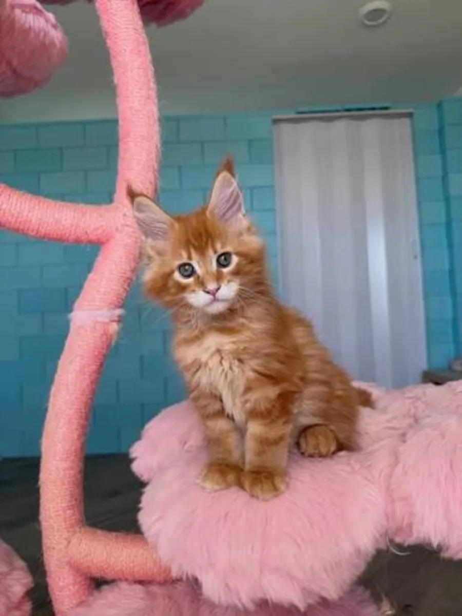 güzel Maine Coon yavrusu!