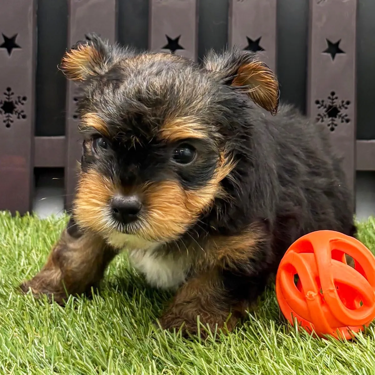 Cachorros Yorkshire Terrier tamaño "teacup"