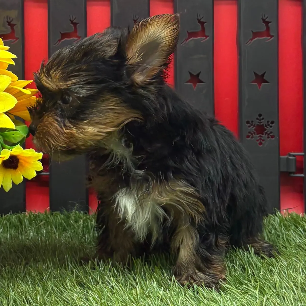 Cachorros Yorkshire Terrier tamaño "teacup"