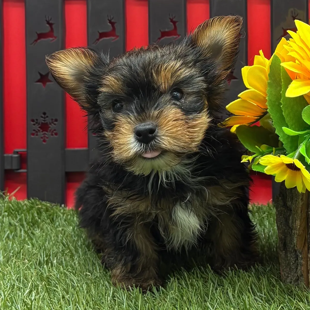 Cachorros Yorkshire Terrier tamaño "teacup"