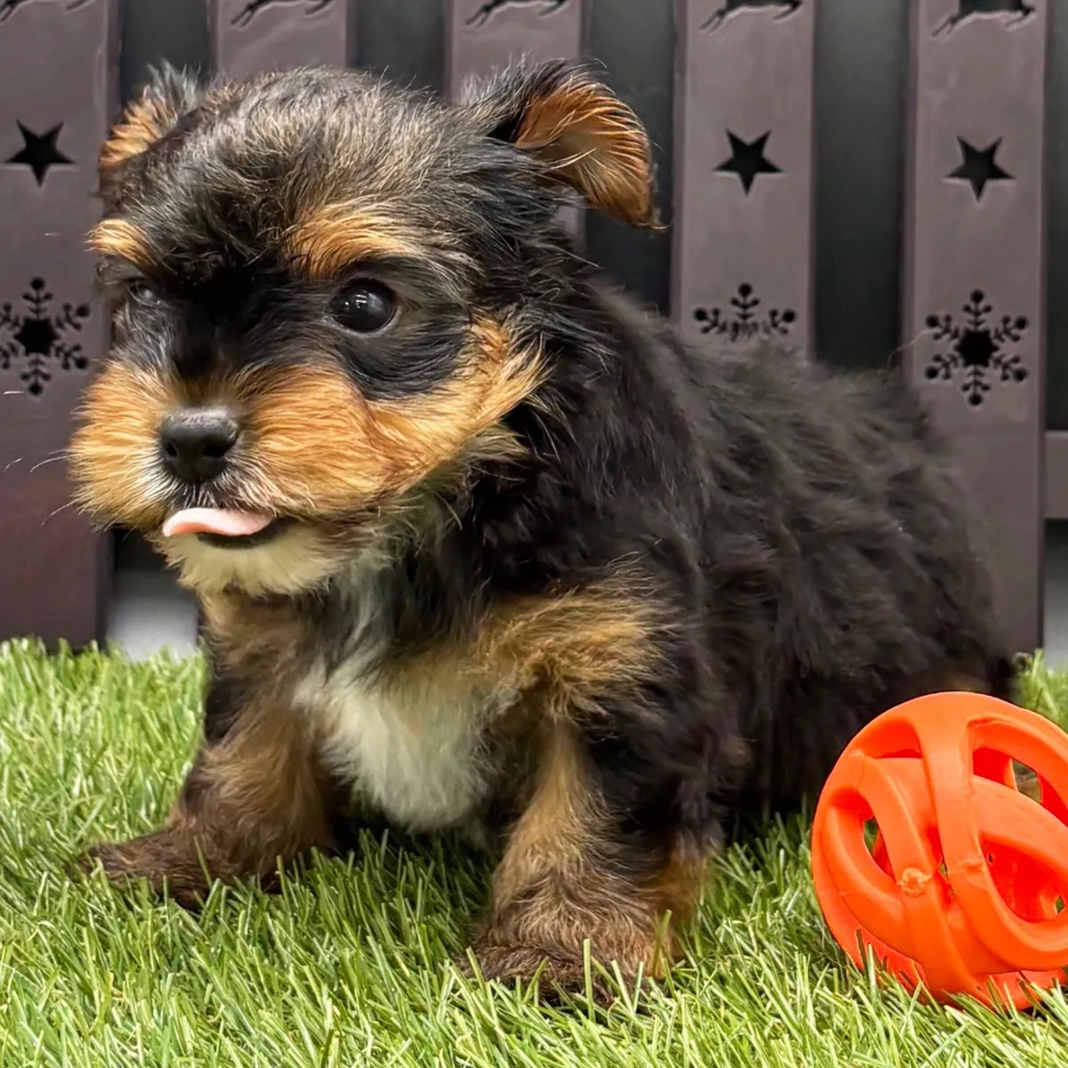 Cachorros Yorkshire Terrier tamaño "teacup"