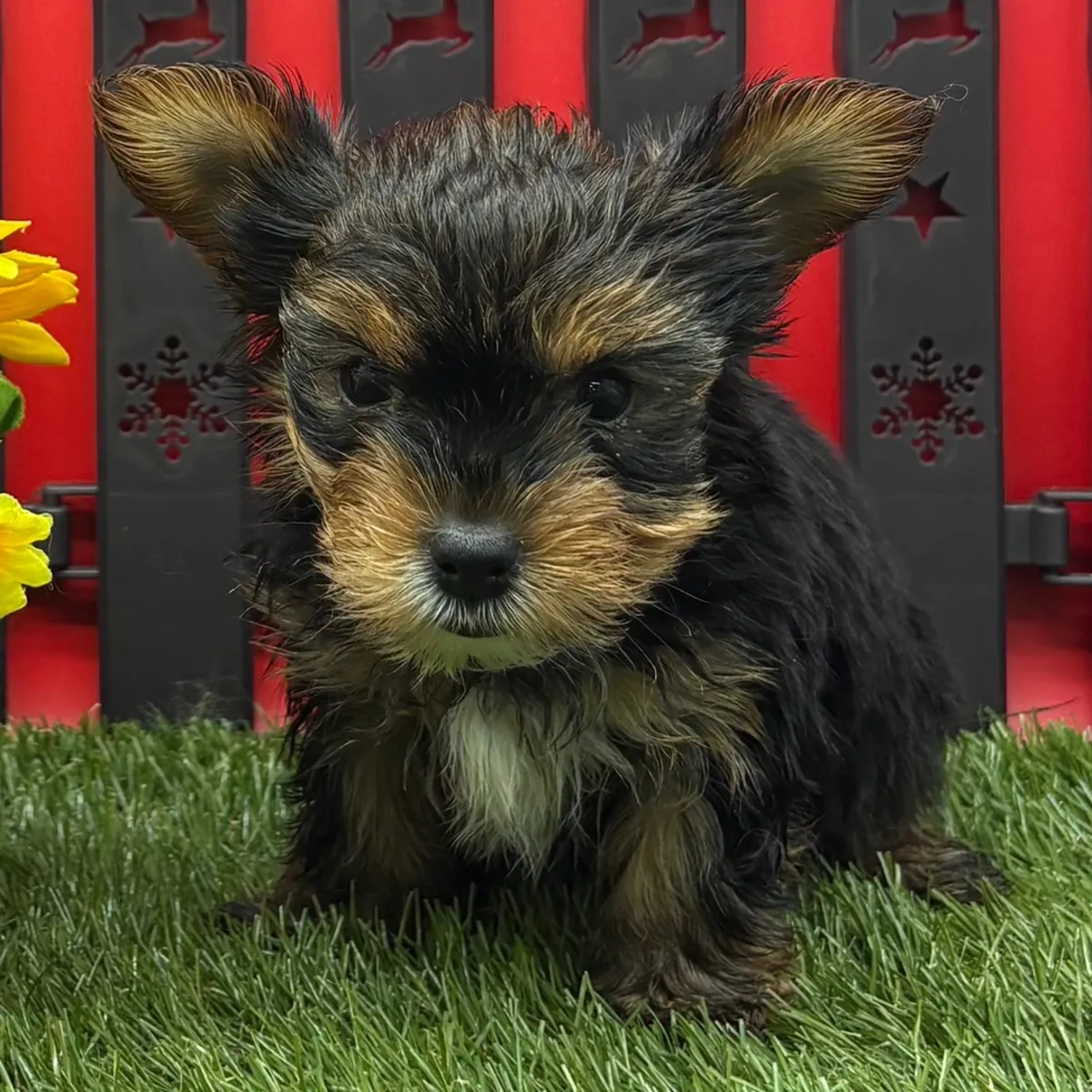 Cachorros Yorkie disponibles para adopción