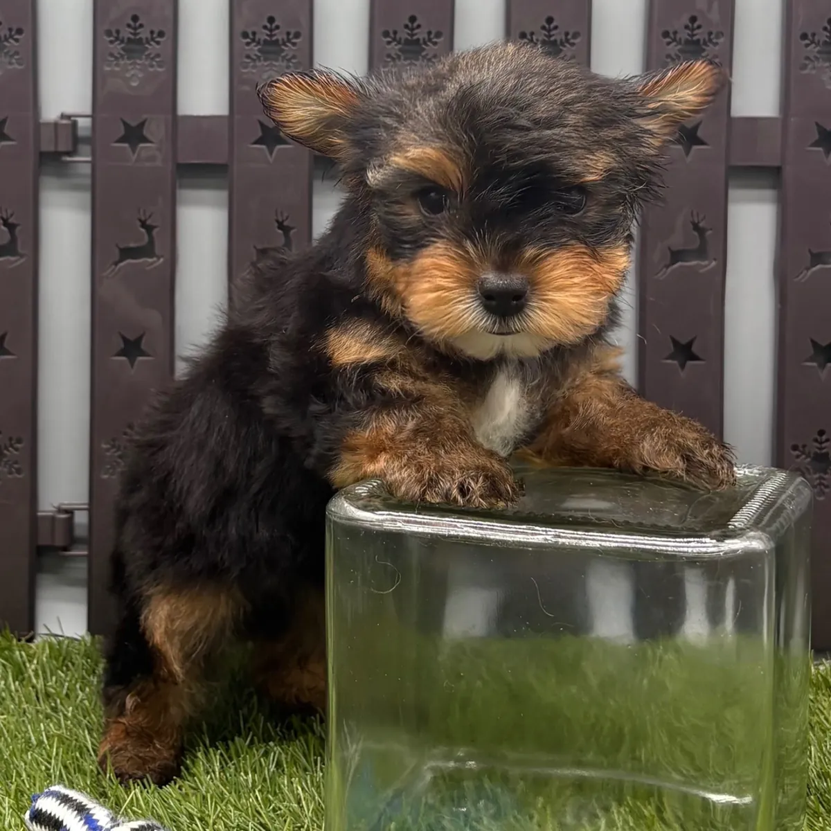 Cachorros Yorkie disponibles para adopción