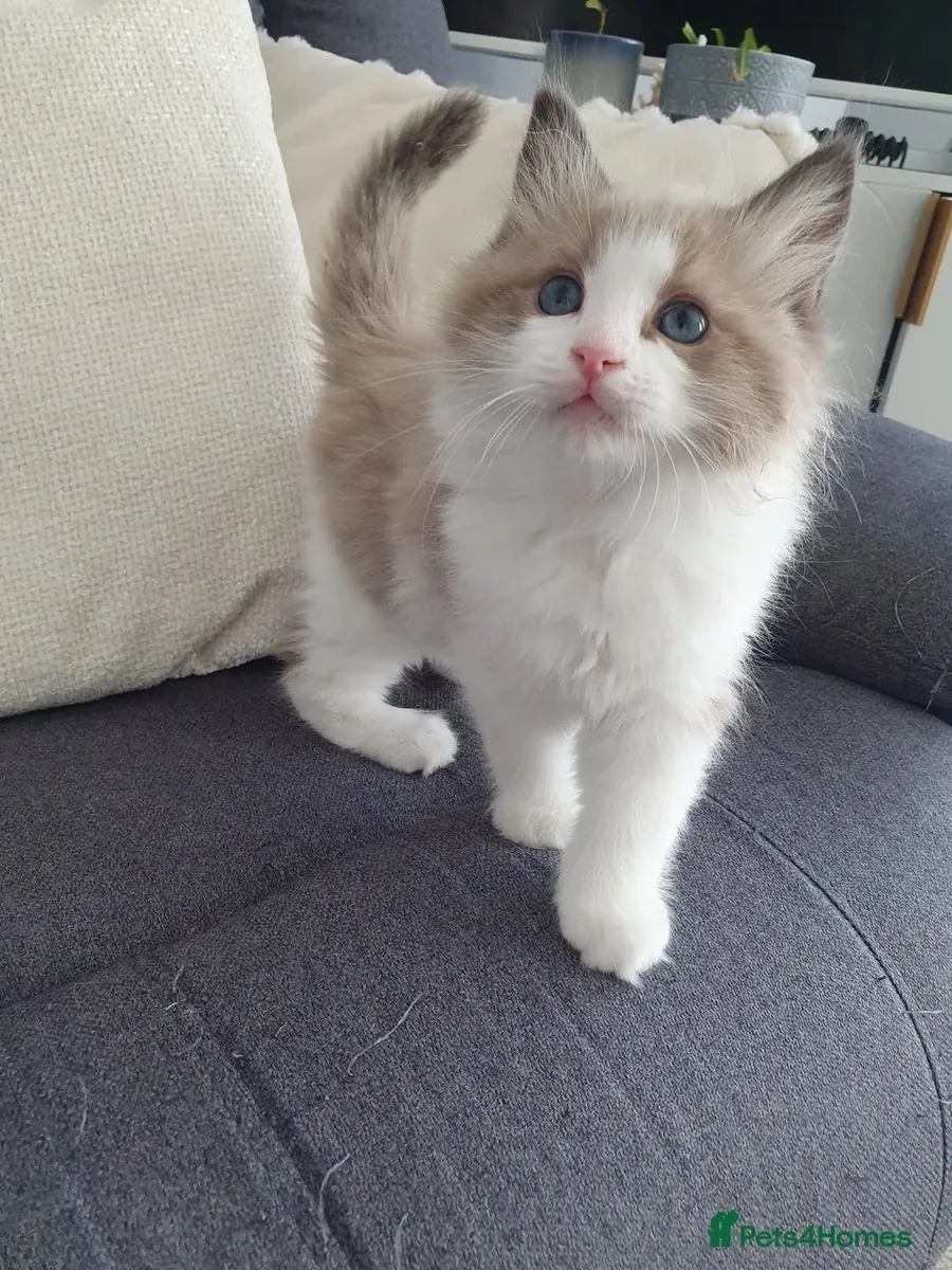 Sevimli Ragdoll yavrusu evlat edinilebilir