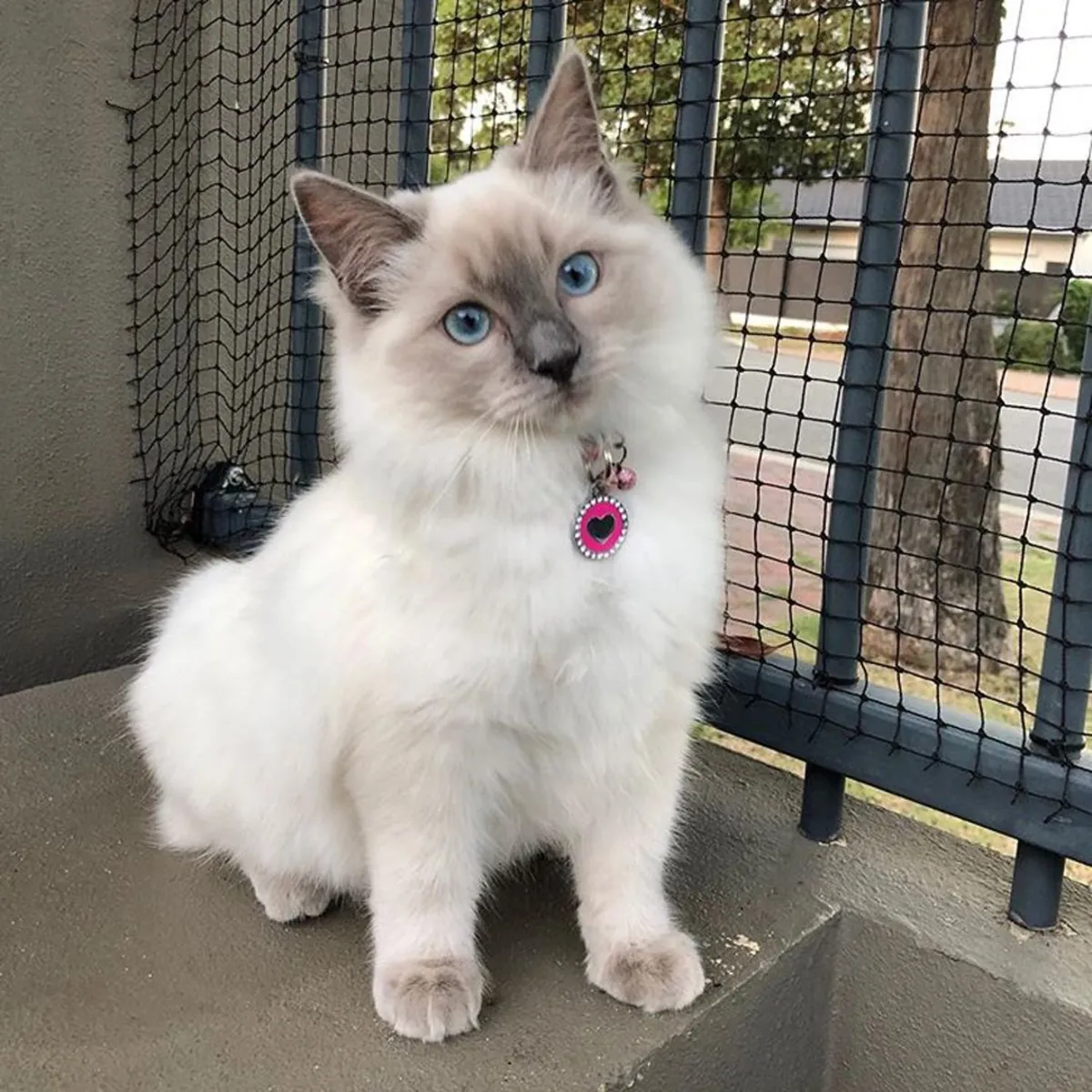 Sevimli Ragdoll kedisi sonsuza dek sevgi dolu bir yuva arıyor.