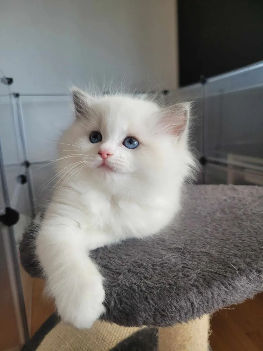 Sevimli Ragdoll kedisi sonsuza dek sevgi dolu bir yuva arıyor.