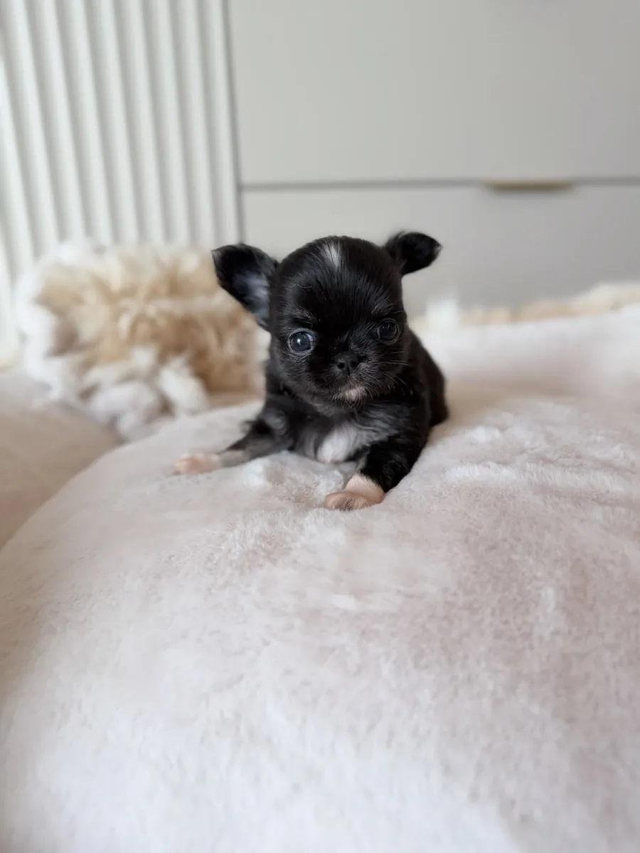 Süßer Chihuahua-Welpe sucht ein liebevolles Zuhause