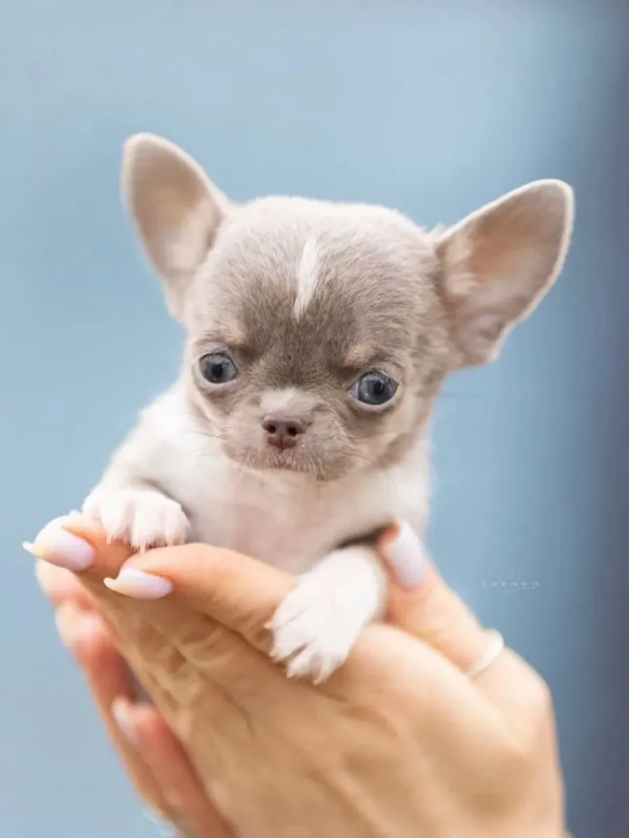 Süßer Chihuahua-Welpe sucht ein liebevolles Zuhause